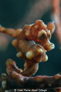 Denise Pygmy sea horse 
Hipocampus denise by Jose Maria Abad Ortega 